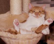 a cat chilling in a basket