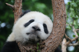 Cute panda relaxing on a tree branch