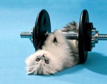 Cat under dumbbells