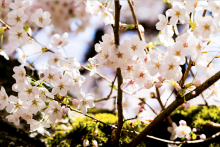 cherry blossoms