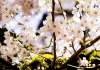 cherry blossoms